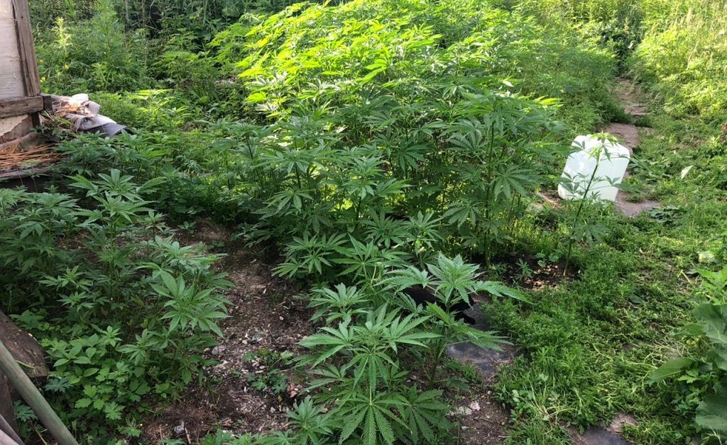Новости куст марихуаны шом садовод