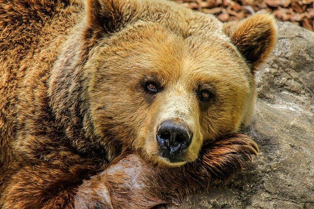 Выживете ли вы при встрече с медведем? - тест
