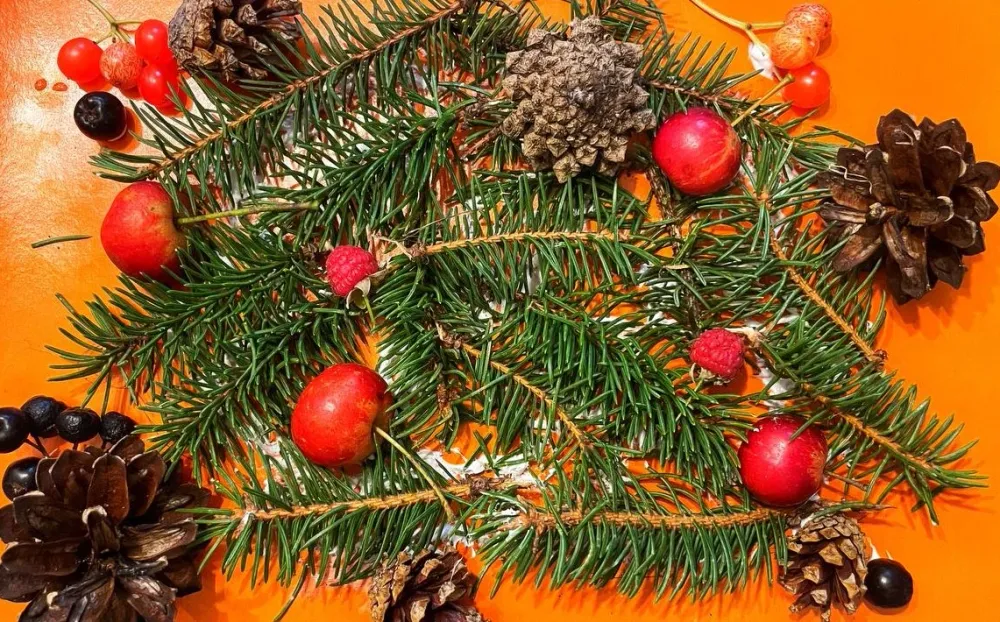 Ель или пихта: в чём разница?