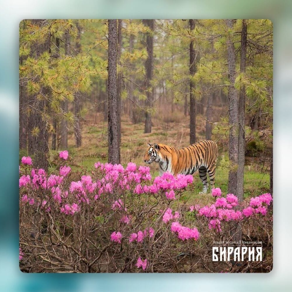 Лиственницы-великаны Приамурья: две истории, два ботаника, одна миссия