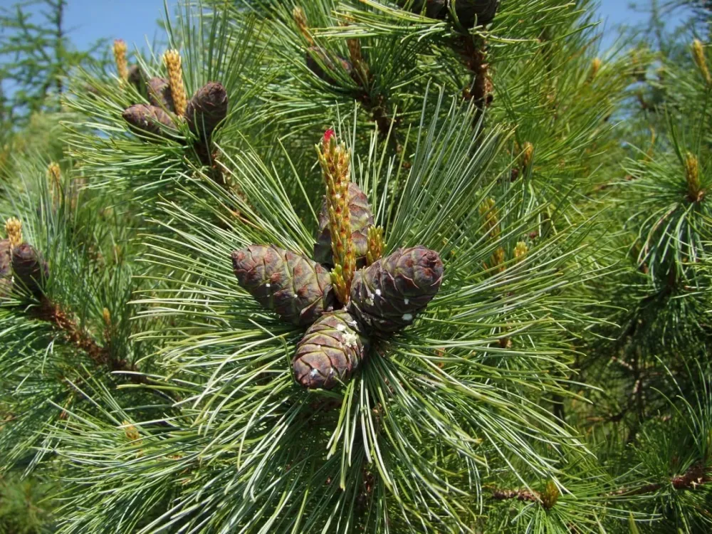 Кедровый стланик — младший брат кедра корейского