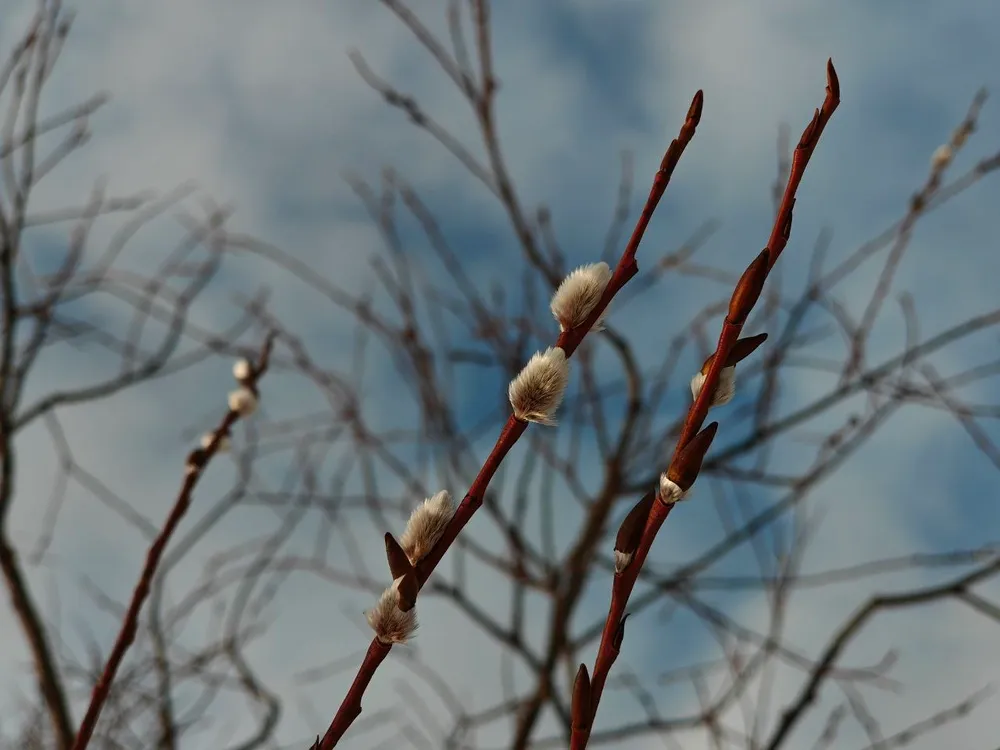 Ива — главный символ Вербного воскресенья в Приамурье