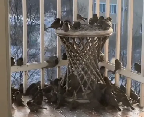 Голодные птицы «оккупировали» балконы биробиджанцев