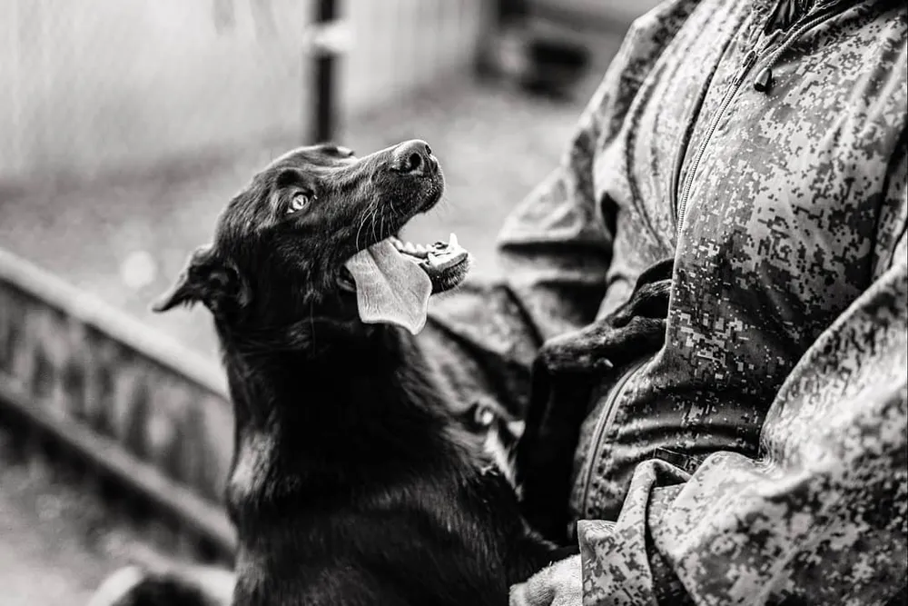 Тявкающая ватага собак из приюта для животных – в объективе биробиджанского фотографа