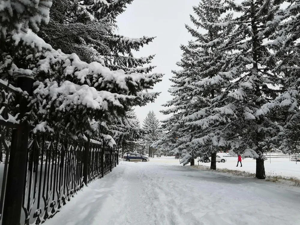 Божественные биробиджанские ёлки - фоторепортаж