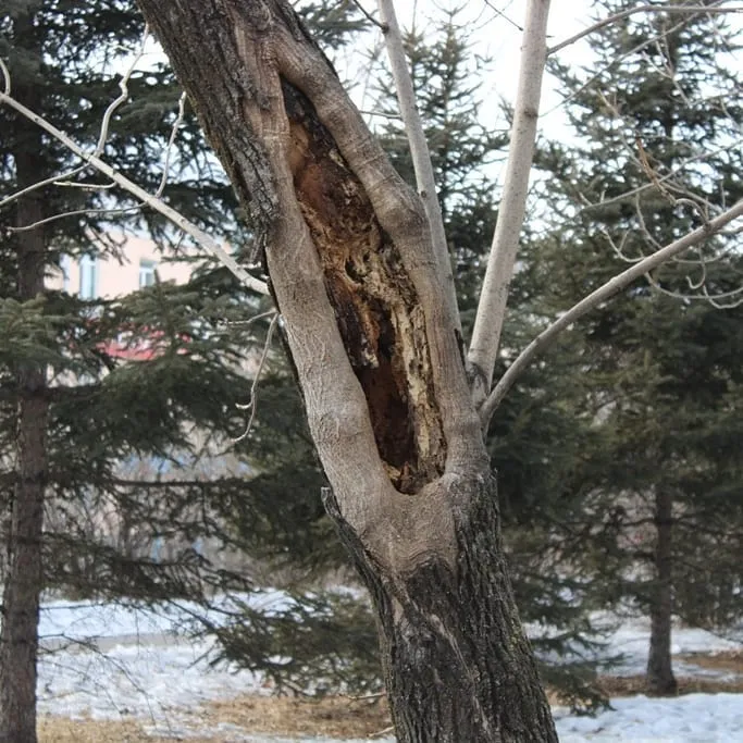 Погибшие деревья планируют заменить в скверах Биробиджана