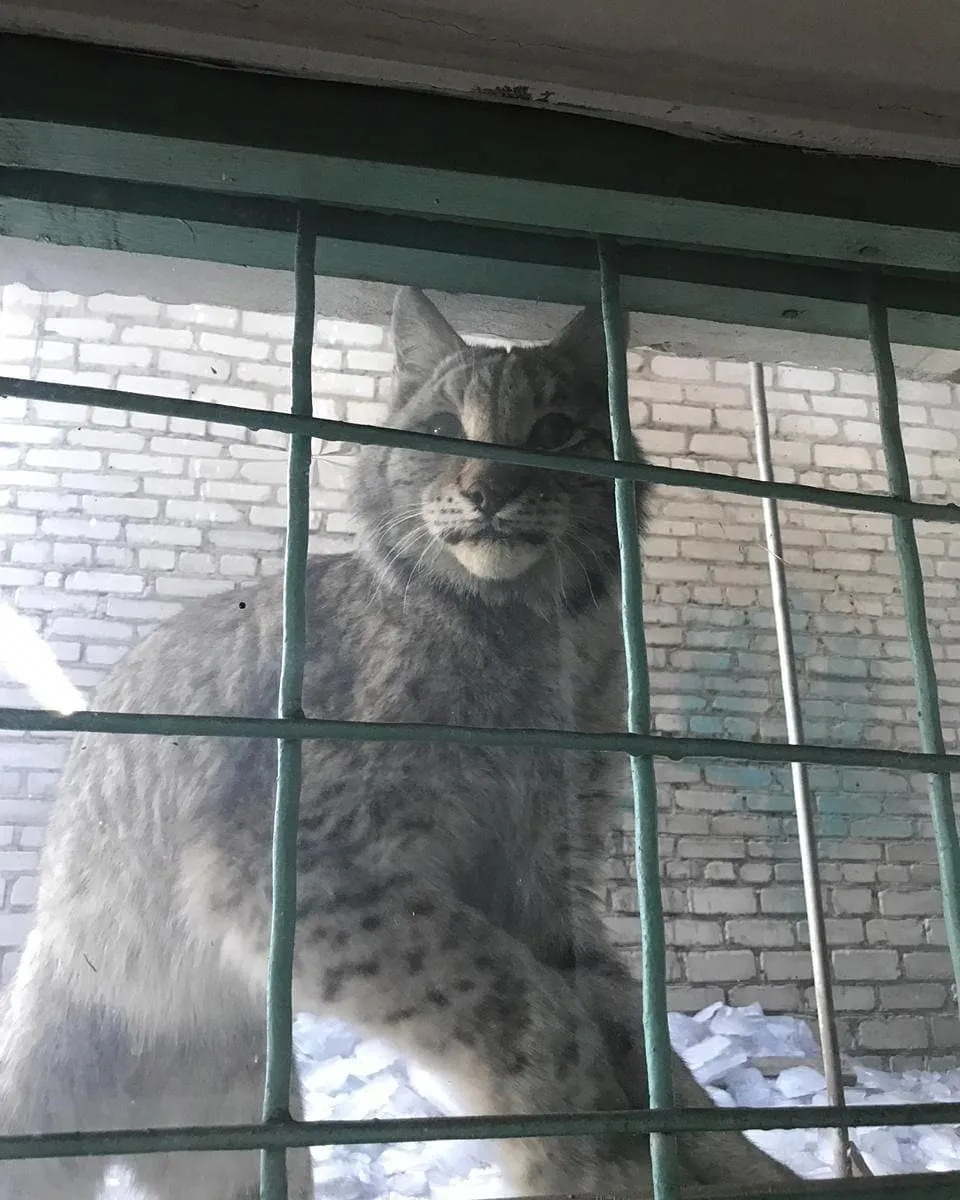 Застрелили рысь, которая забрела в жилой микрорайон Биробиджана