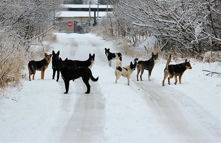 Приют для бездомных животных за счет казны хотят создать в Биробиджане
