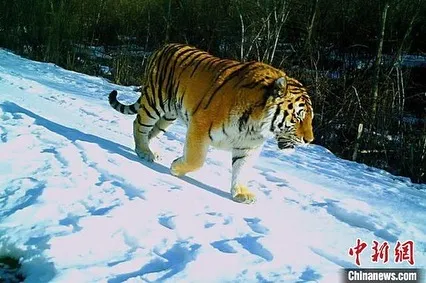 По следам: «президентский» тигр Борис из ЕАО сбежал в Китай