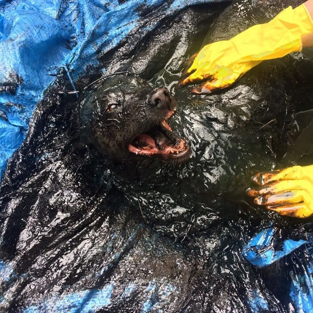 Собака из смолы: как поживает животное, которое спасли из битума в ЕАО