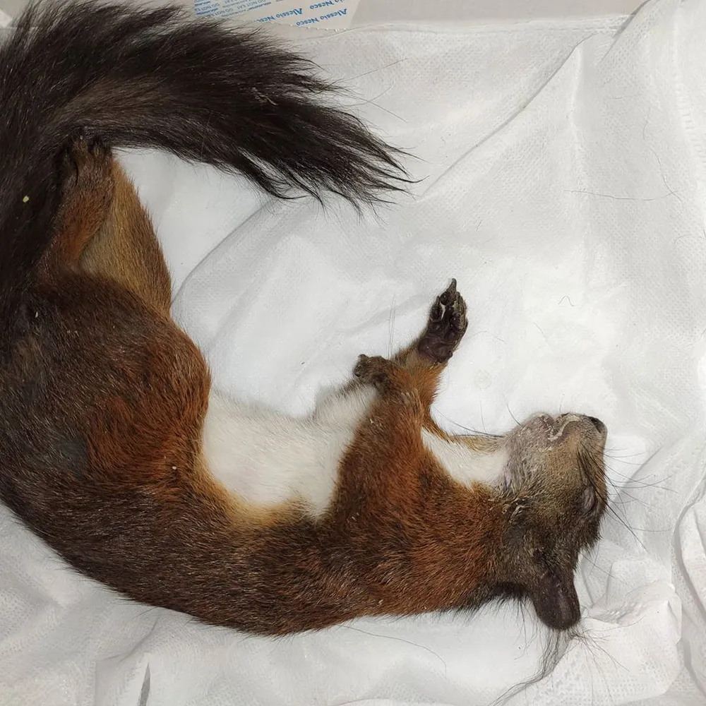 Полумертвую искалеченную белку нашли прохожие в Биробиджане