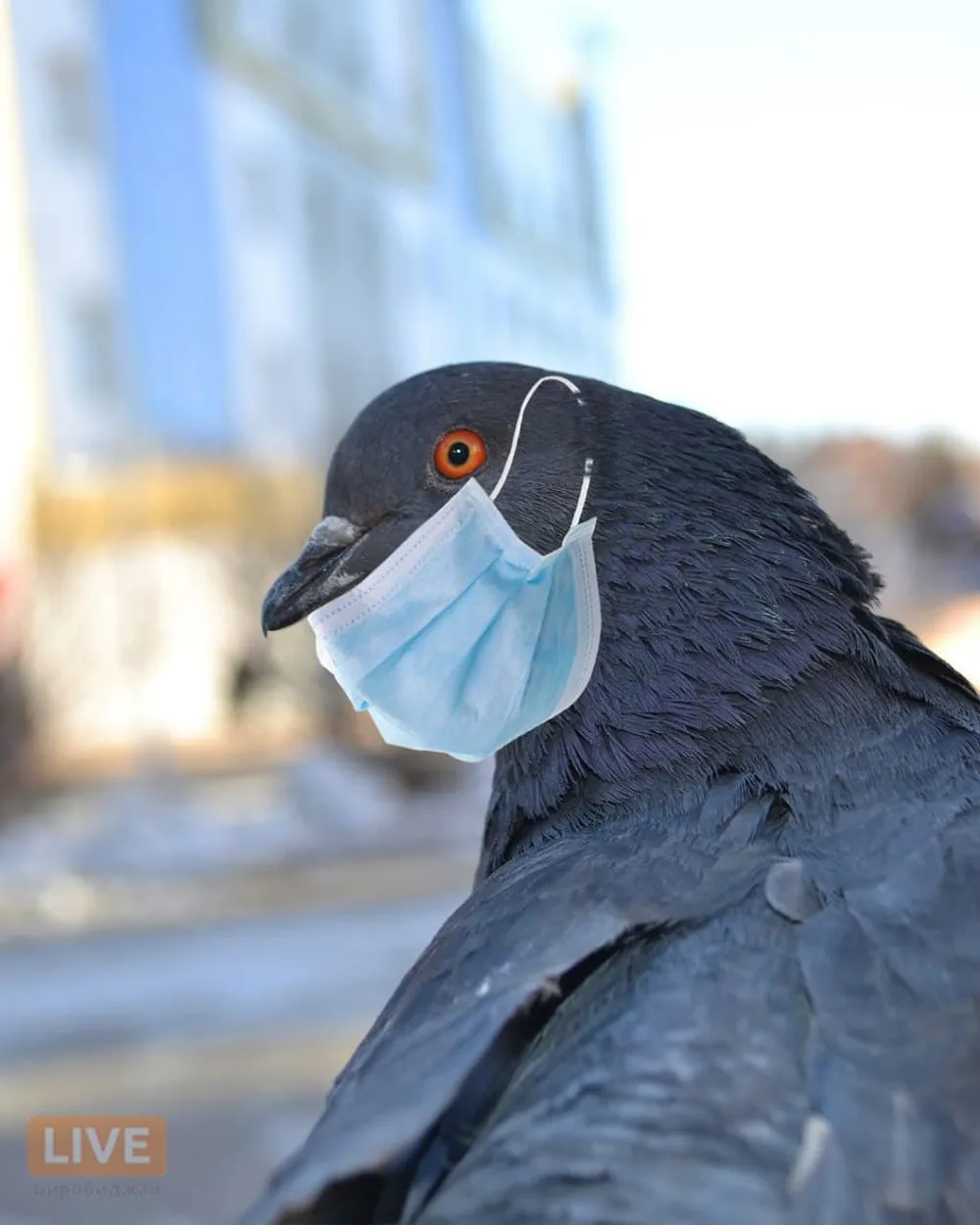 Продлили до 31 мая ограничения из-за коронавируса в ЕАО