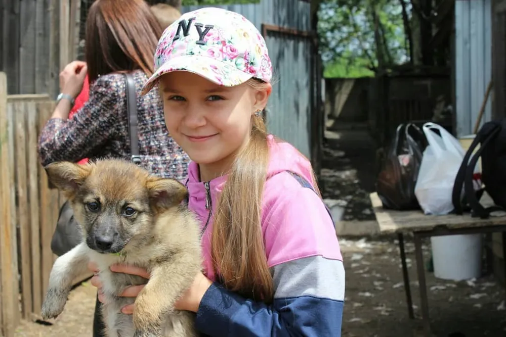 В ЕАО продолжают искать способы борьбы с ростом численности бездомышей