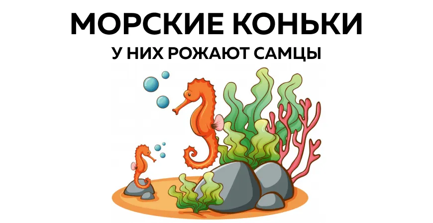 Необычный тест о морских жителях