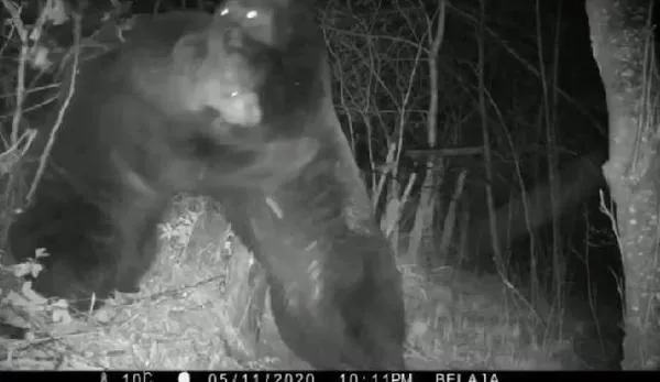 Медвежий бой: два хищника подрались на российско-китайской границе в ЕАО