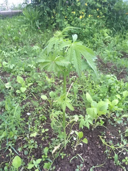 За выращивание конопли ответит житель с. Теплоозерск ЕАО