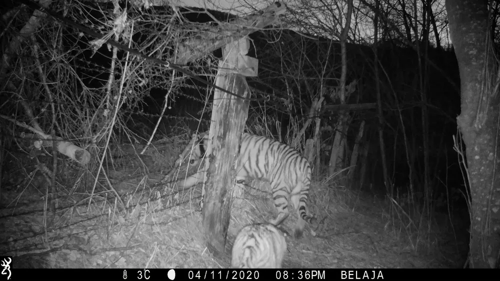 ФОТО: Регулярно нарушала границу с КНР тигрица Лазовка в ЕАО