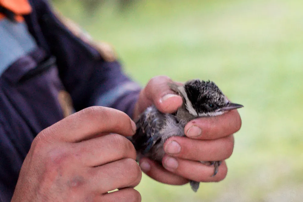 Двух птенцов голубой сороки спасли от гибели в ЕАО