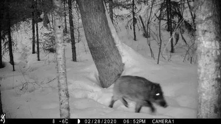 Выжил ли кабанчик: драму в мире животных зафиксировали фотоловушки центра «Амурский тигр»