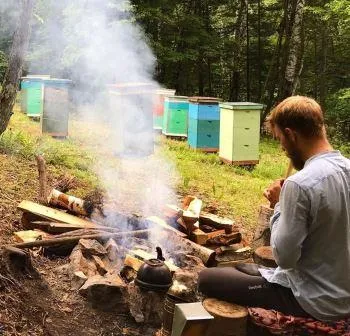 Медведь регулярно разоряет пасеку инстаблогеров из ЕАО