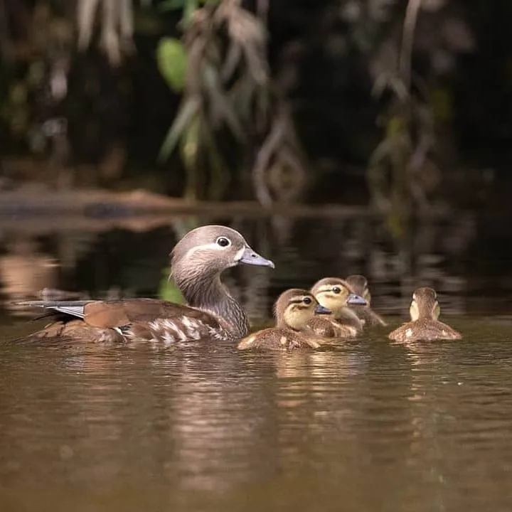 Мандаринку с утятами заметили в Биробиджане