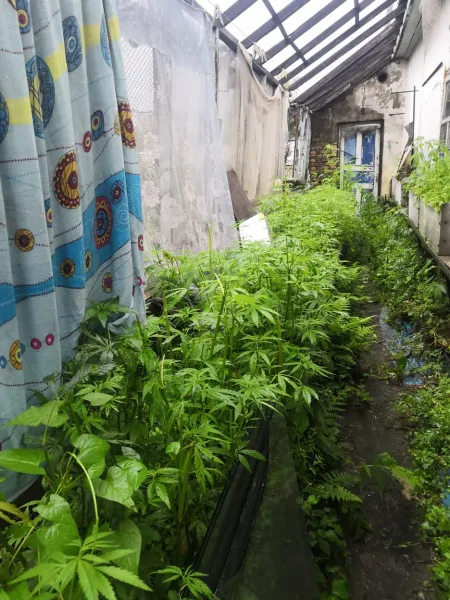 Огромную теплицу с коноплёй обнаружили у «леди» в Биробиджане
