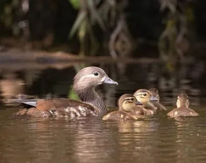 Из-за дождей уровень воды в реках Биробиджана – под пристальным вниманием