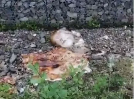 Омерзительное зрелище и смрад: останки быка брошены на остановке в Биробиджане