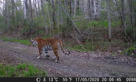 Золотодобытчики уничтожают естественную среду обитания амурского тигра