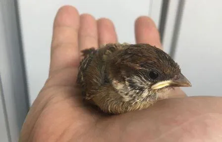 ВИДЕО: Выкормил с рук желторотого воробья биробиджанский ветеринар