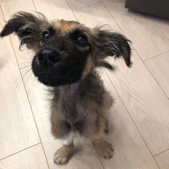 Просто Космос: история щенка с обочины из Биробиджана