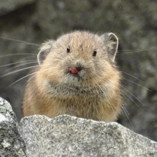 Колонию пушистых милашек можно встретить на экотропе заповедника «Бастак» ЕАО