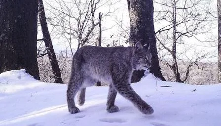 А ты сможешь угадать, кто живёт по соседству с тигром?
