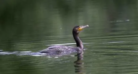 Колонию бакланов запечатлел в естественной среде биробиджанский эколог