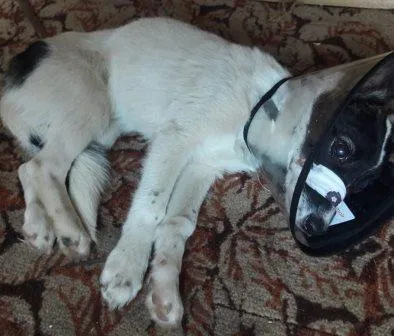 Щенка с исколотыми глазками спасают волонтеры из Биробиджана