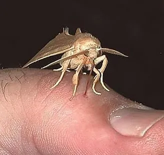 Бабочки-вампиры: об интересных обитателях фауны ЕАО рассказал местный эколог