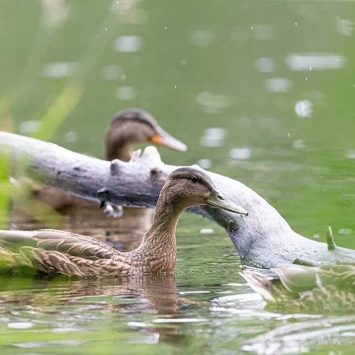 Милые кряквы осваивают затопленный биробиджанский пляж