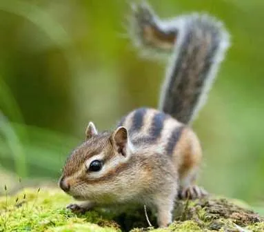 «Поймал» воришку-бурундука, охотясь на синиц, фотограф в ЕАО
