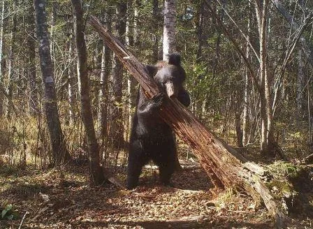 О медвежьих социальных сетях рассказали фотоловушки заповедника «Бастак» в ЕАО
