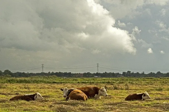 Запрещенный «клад» рядом с коровником обнаружил житель ЕАО