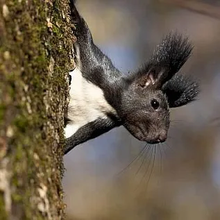 ВИДЕО: А вы знаете, сколько белок обитает в городском парке Биробиджана?