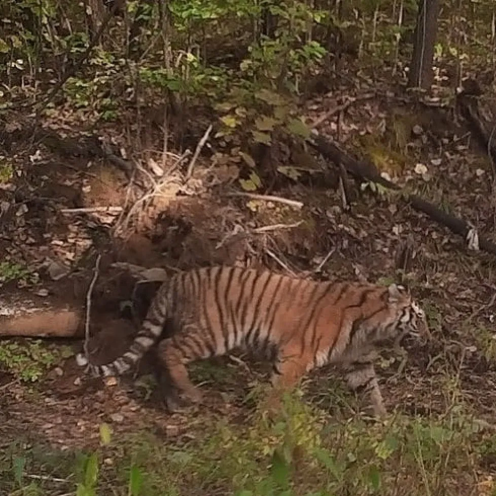 На одного полосатика больше: в тигриной семье ЕАО пополнение