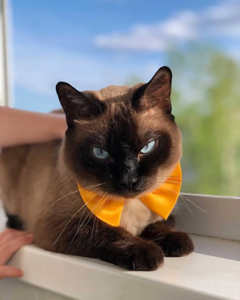 Пушистые мурчалки и сладкие пёсели: фотографиями своих любимцев делятся жители ЕАО