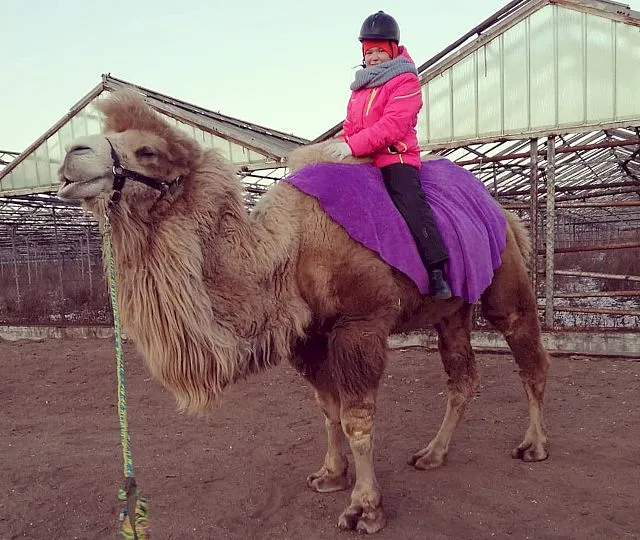 Верхом на верблюде можно прокатиться в конном клубе Биробиджана
