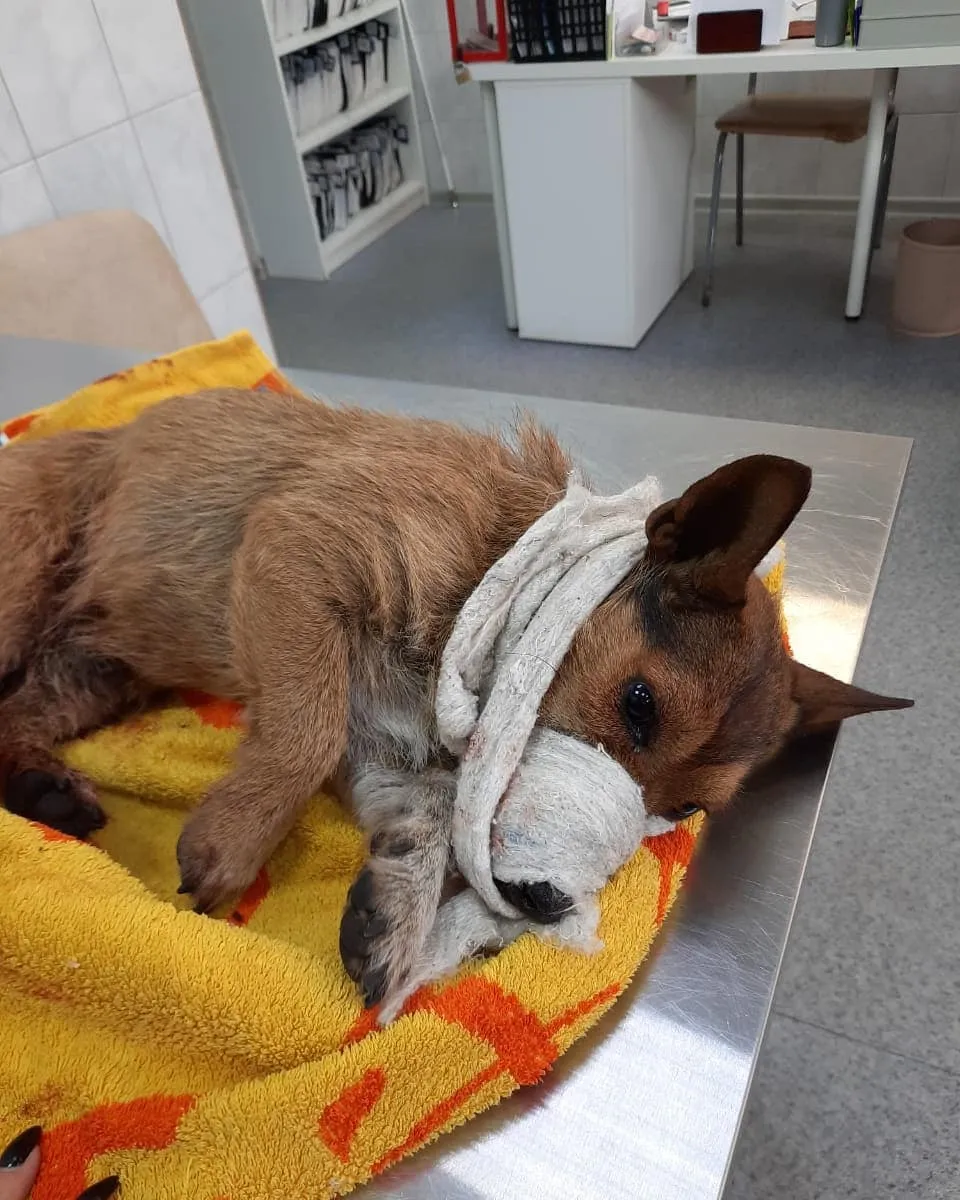 Истекающего кровью пса бросили на Арбате в Биробиджане