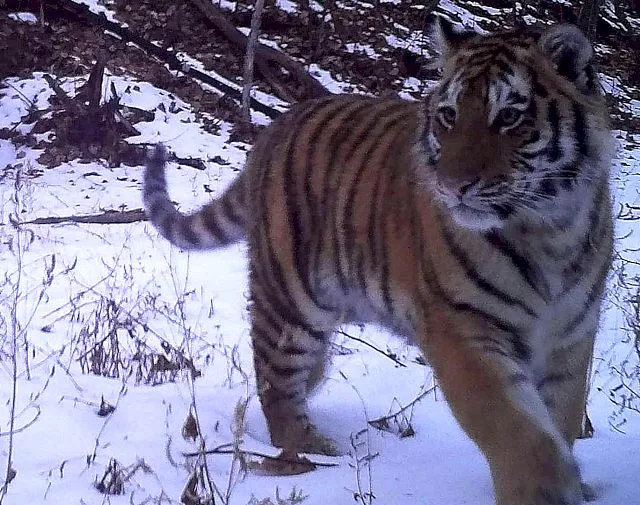 Мальчик или девочка? Какого пола детёныш тигрицы Золушки в ЕАО, пока неизвестно