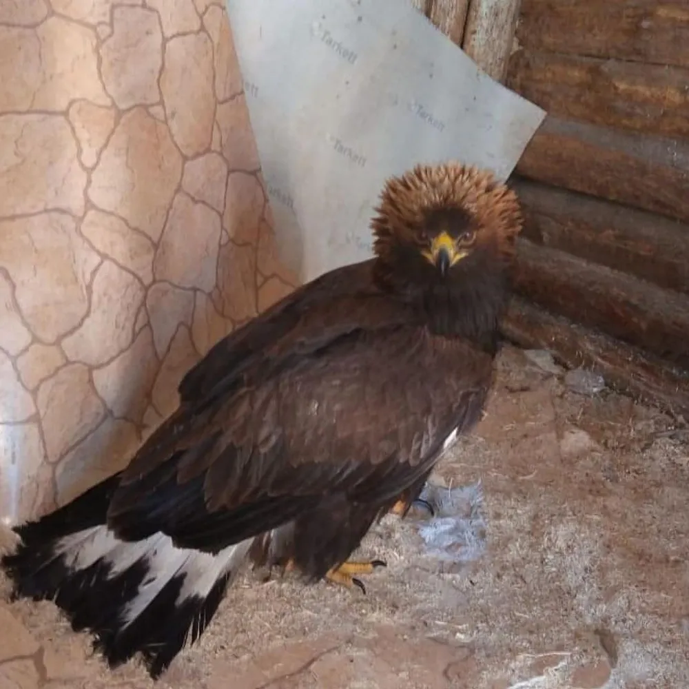 Едва не погиб в чаще леса нелетающий молодой беркут в ЕАО