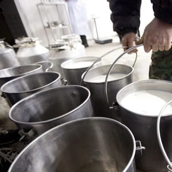 Вдвое выросли субсидии за сданное молоко в ЕАО