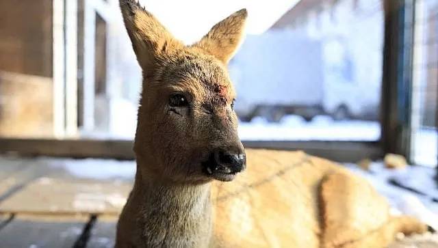 ВИДЕО: Раненая косуля вышла к людям в Биробиджане
