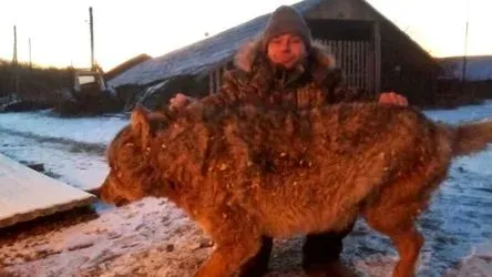 Задушивший волка житель ЕАО объяснил свой поступок на федеральном канале